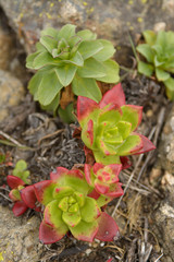 Colorful succulent on ground