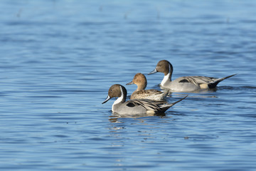 Northern Pintail Ducks swimming in blue lake