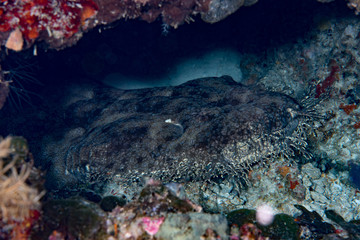 Tasselled wobbegong  shark Eucrossorhinus dasypogon 