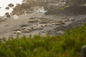 View of coastline with seals on beach