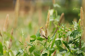 Baya Weaver 
