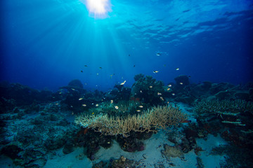 Tropical Coral Reef Underwater