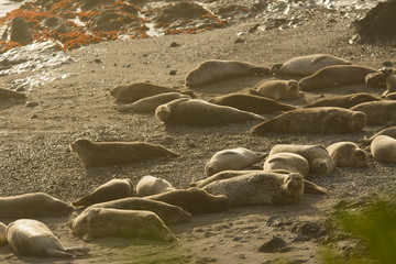 Group of wild seals on sand