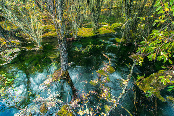 Water pools and woods in the virgin forests of western Sichuan, China