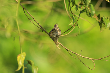 Malaysian pied fantail chicks in a nest, taken in Kranji Marshes, Singapore