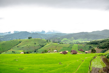 Fototapeta na wymiar Rice fields and small huts