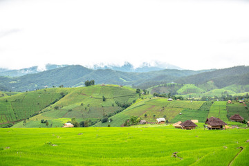 Obraz premium Rice fields and small huts