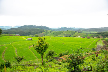 Rice fields and small huts