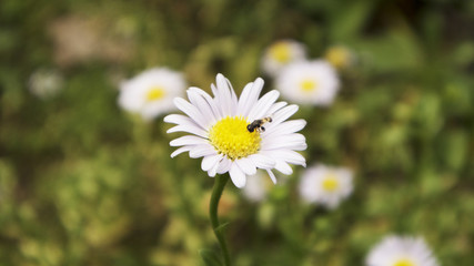 Bee on the flower