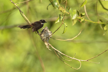 A Malaysian pied fantail with chicks in a nest.    This image taken in Kranji Marshes, Singapore..