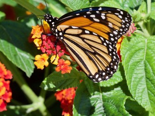 Papillon