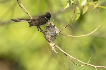 A Malaysian pied fantail with chicks in a nest.    This image taken in Kranji Marshes, Singapore..