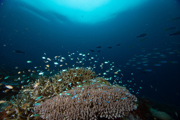 Naklejka na ściany i meble Tropical Coral Reef Underwater Landscape Damselfish