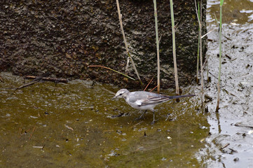 Wagtail