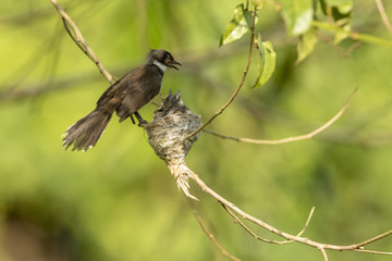 A Malaysian pied fantail with chicks in a nest.    This image taken in Kranji Marshes, Singapore..
