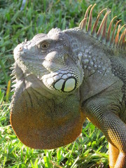 Iguana