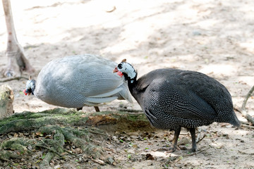 Wildlife of  turkey in the zoo at Thailand.