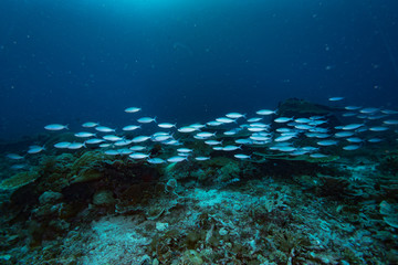 Fototapeta na wymiar Tropical Coral Reef Underwater Landscape Fusiliers