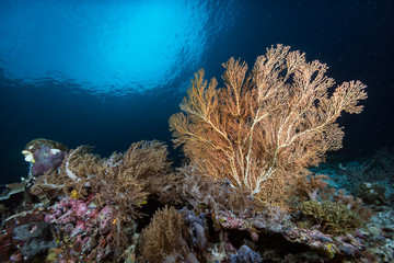 Tropical Underwater Coral Reef