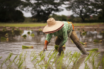 Farmer planted rice seedlings in the farm
