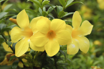 beautiful yellow allamanda flower blooming at rainy season