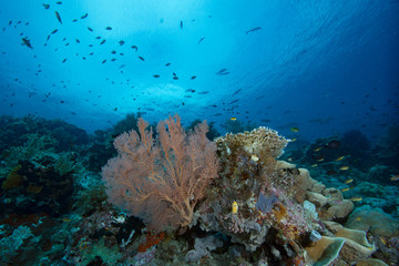 Fototapeta na wymiar Tropical Underwater Raja Ampat