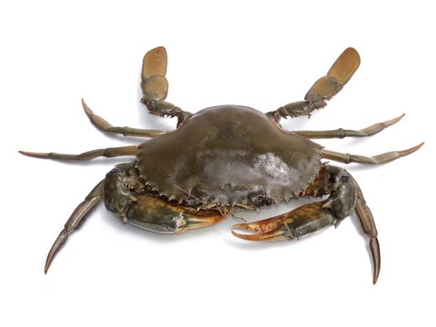 Female mud crab 