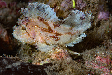  Leaf scorpionfish Taenianotus triacanthus