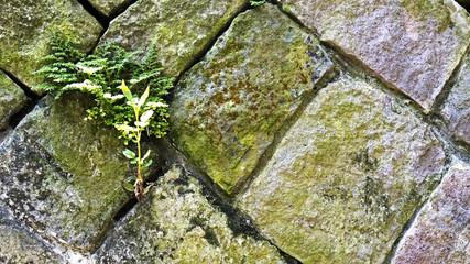 Life in the bricks