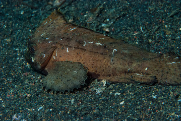 Spiny Waspfish Ablabys macracanthus