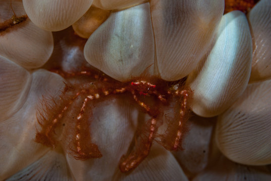 Orangutan crab Achaeus japonicus