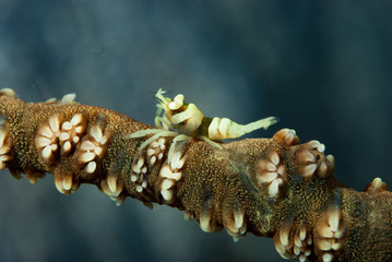 Commensal Shrimp Dasycaris zanzibarica