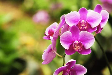 Türaufkleber Orchidee schöne Orchideenblüte, die in der Regenzeit blüht