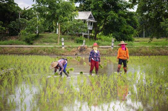 Farmer planted rice seedlings in the farm