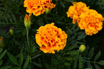 A red and brown terry flower tagetes on a green background. The yellow center of the flower and a thin yellow border on the petals.
