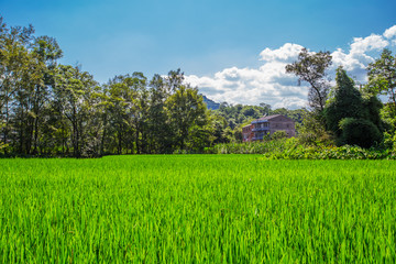 Obraz premium Chinese rural rice fields in summer