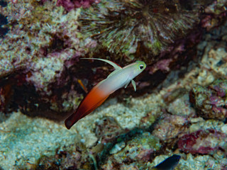 Fototapeta na wymiar Fire Dartfish Nemateleotris magnifica