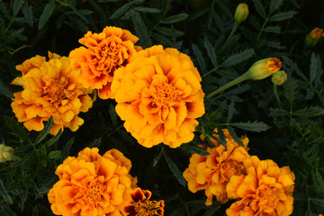 A red and brown terry flower tagetes on a green background. The yellow center of the flower and a thin yellow border on the petals.