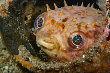 Orbicular Burrfish Ciclychthys orbicularis
