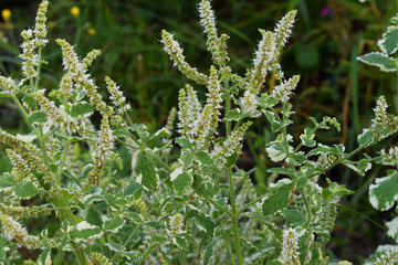 Bautiful green mint  Variegatain the garden, Summer