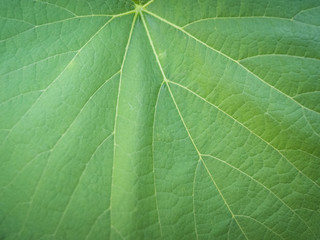 Blur green leaf texture for background indicating love for mother nature and pollution free