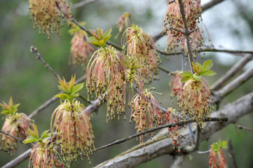 Flowering maple on a branch of a tree