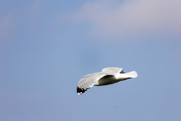 Gull In Flight