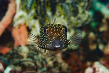 Obraz premium Spotted Boxfish Ostracion meleagris