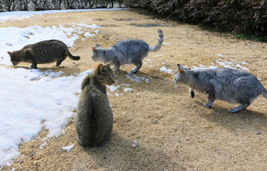 猫