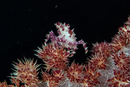 Soft Coral Crab Hoplophrys Oatesii