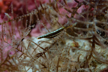 Periclimenes Shrimp