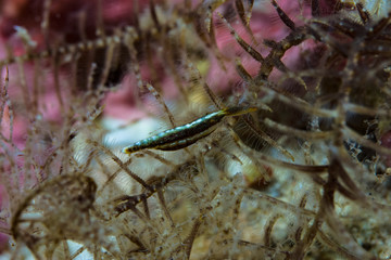 Obraz na płótnie Canvas Periclimenes Shrimp