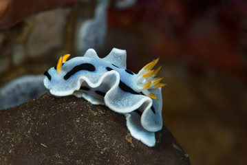 Chromodoris dianae Nudibranch