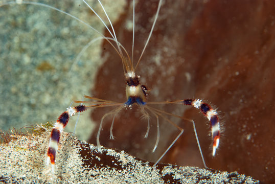 Boxer shrimp Stenopus hispidus